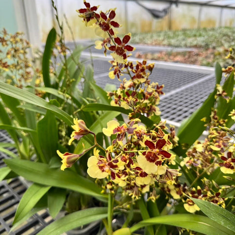 Onc. Guan Shin Flower Elf - square crop