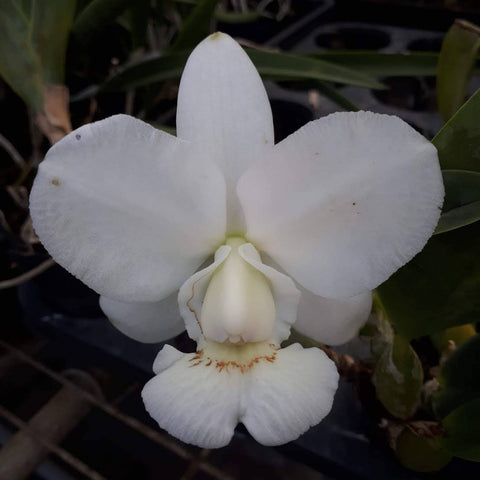 C. walkeriana f. alba