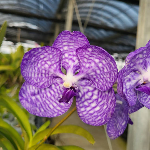 V. coerulea, blue flowers x sib