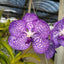V. coerulea, blue flowers x sib