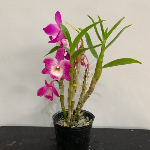 Den. Hamana Lake 'Dream' - square crop