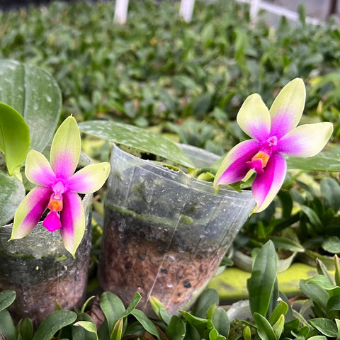 Phal. bellina, fire shape