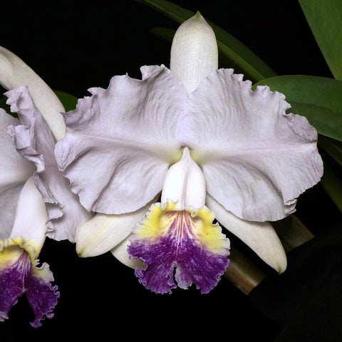 C. lueddemanniana f. coerulea 'Ten Shin Perfection'
