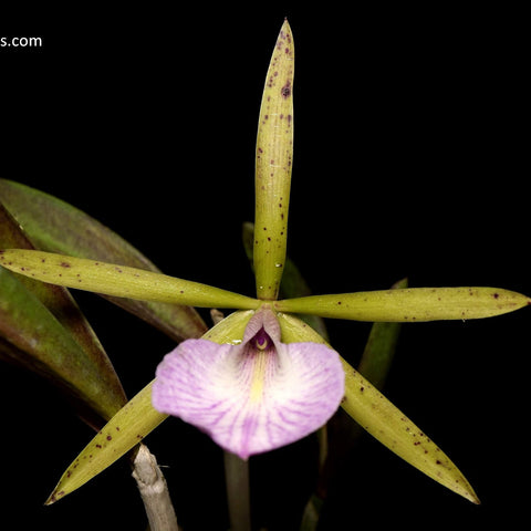 Bc. Hippodamia - square crop