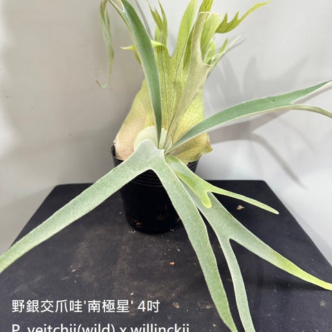 Plat. veitchii x willinckii 'South Pole Star' - square crop