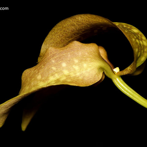 Bulb. grandiflorum - square crop