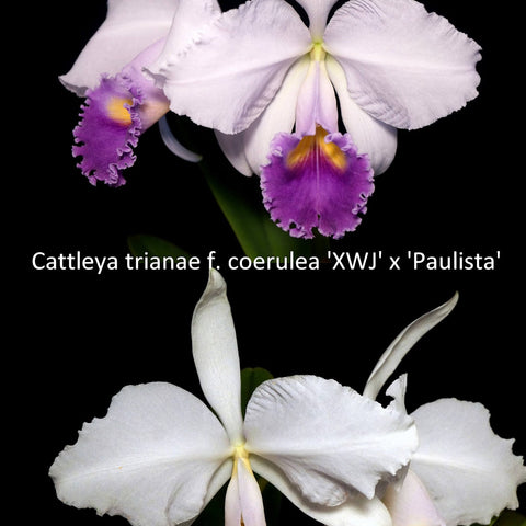 C. trianaei f. coerulea - square crop