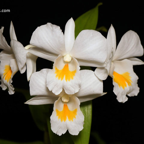 Den. formosum - square crop