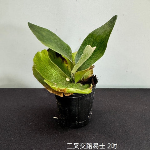 Plat. bifurcatum x Mt. Lewis - square crop