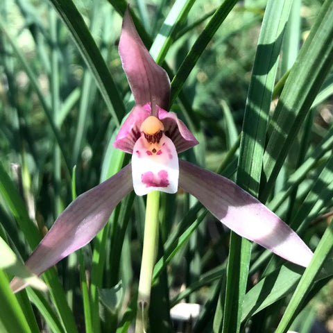 Cym. goeringii Hong Chun 紅春