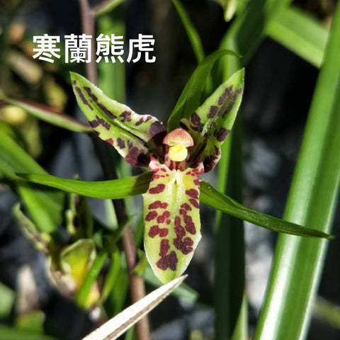 Cym. kanran Xiong Hu 熊虎