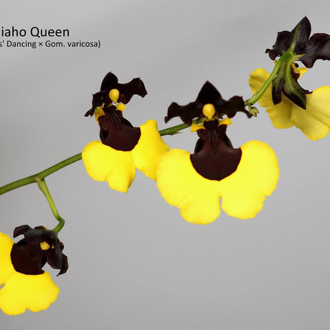 Gom. Jiaho Queen - square crop