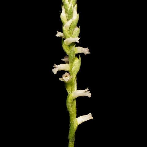 Spa. sinensis - square crop