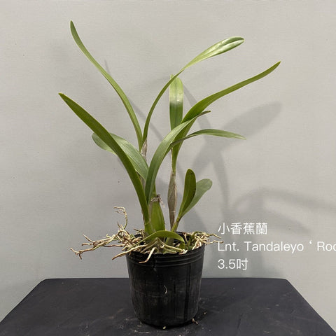 Lath. Tandaleyo 'Rocket'