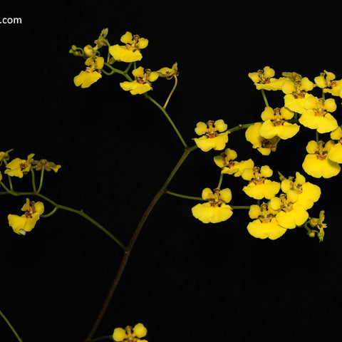 Onc. ampliatum - square crop