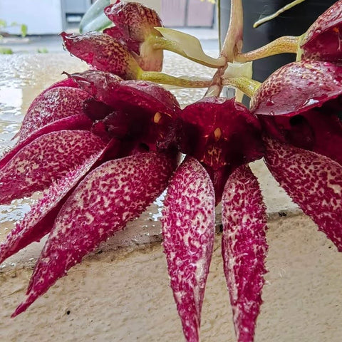 Bulb. Jiaho Klompen (Bulb. phalaenopsis × Bulb. frostii )