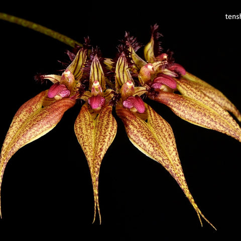 Bulb. rothschildianum - square crop