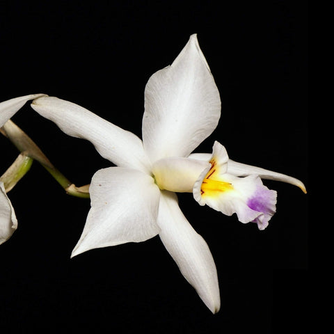 L. anceps f. semialba