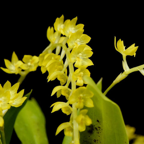 Ddc. formosanum - square crop