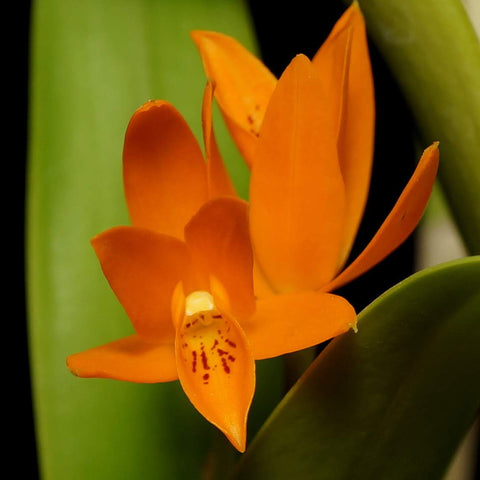 Gur. aurantiaca