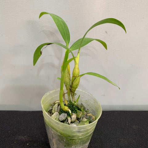 Den. brymerianum - square crop
