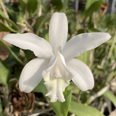 C. intermedia f. alba