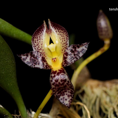 Bulb. macranthum - square crop