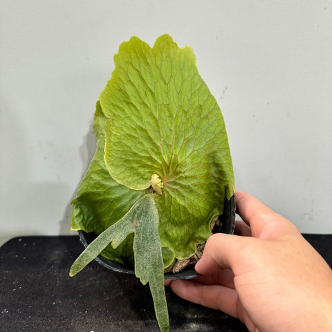 Plat. madagascariense x quadridichotomum 'Dwarf' - square crop