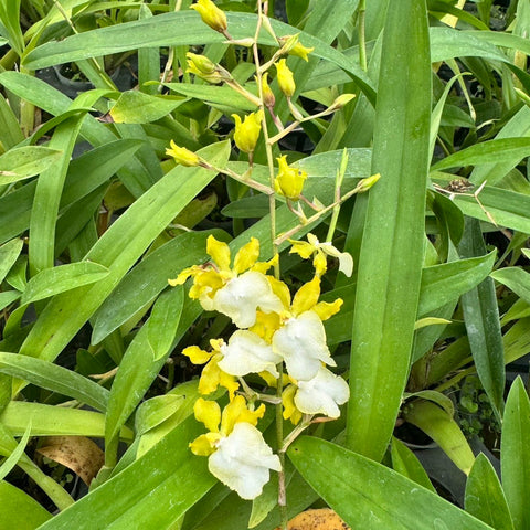 Onc. Hawaiian Sunset 'Oro Verde' - square crop