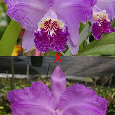 C. lueddemanniana - square crop