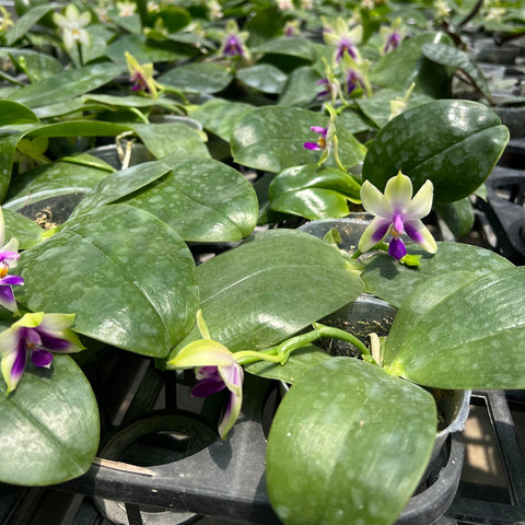 Phal. bellina f. coerulea