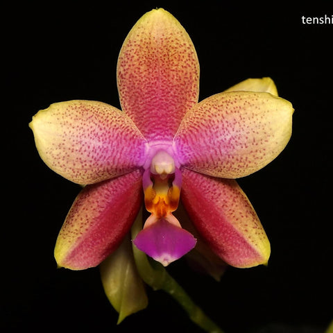 Phal. Sweet Memory 'Liodoro' - square crop
