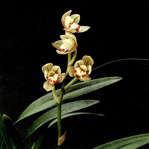Cym. ensifolium Jin He