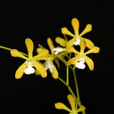 Enc. tampensis f. alba