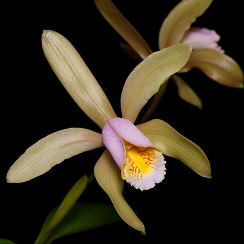 C. forbesii