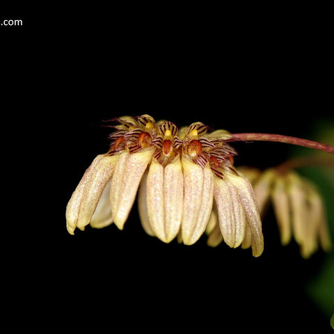 Bulb. sikkimense - square crop