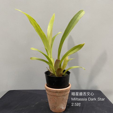 Mtssa. Dark Star - square crop