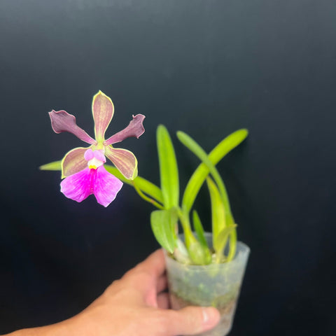 Enc. Rioclarense