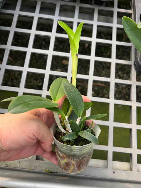 C. leopoldii