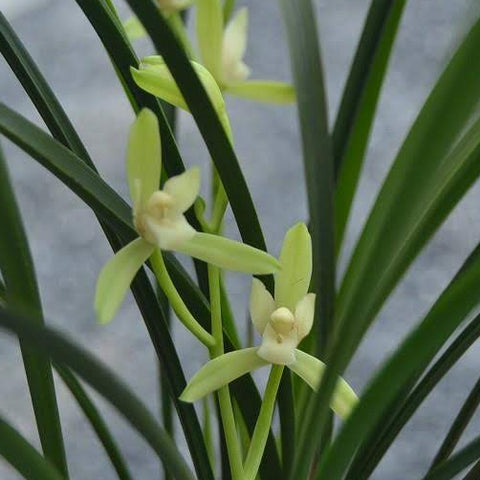 Cym. ensifolium Tie Gu Su Xin