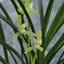 Cym. ensifolium Tie Gu Su Xin