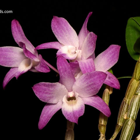 Den. moniliforme Kyoubeni x Tsubaki Hime - square crop