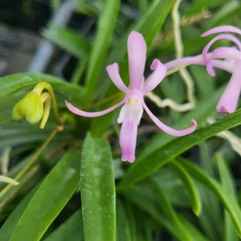 V. falcata, pink flowers x sib