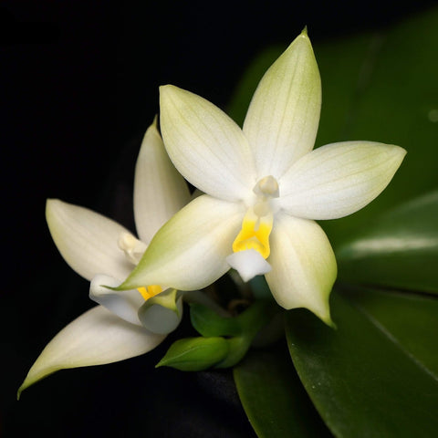 Phal. bellina f. alba