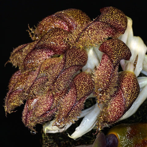 Bulb. phalaenopsis, 2.5 inch pot
