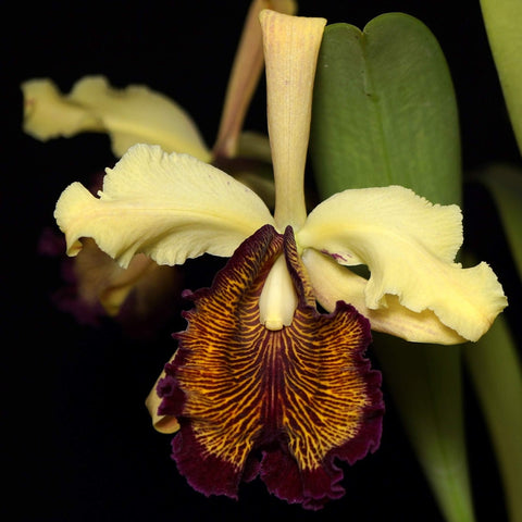 C. dowiana f. aurea x sib