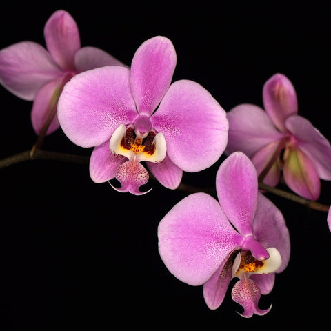 Phal. schilleriana x sib