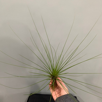Till. juncifolia - square crop