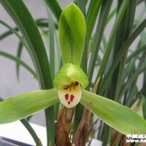 Cym. goeringii Lao Shi Yuan - square crop