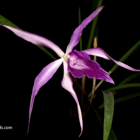 Bc. Amethyst - square crop